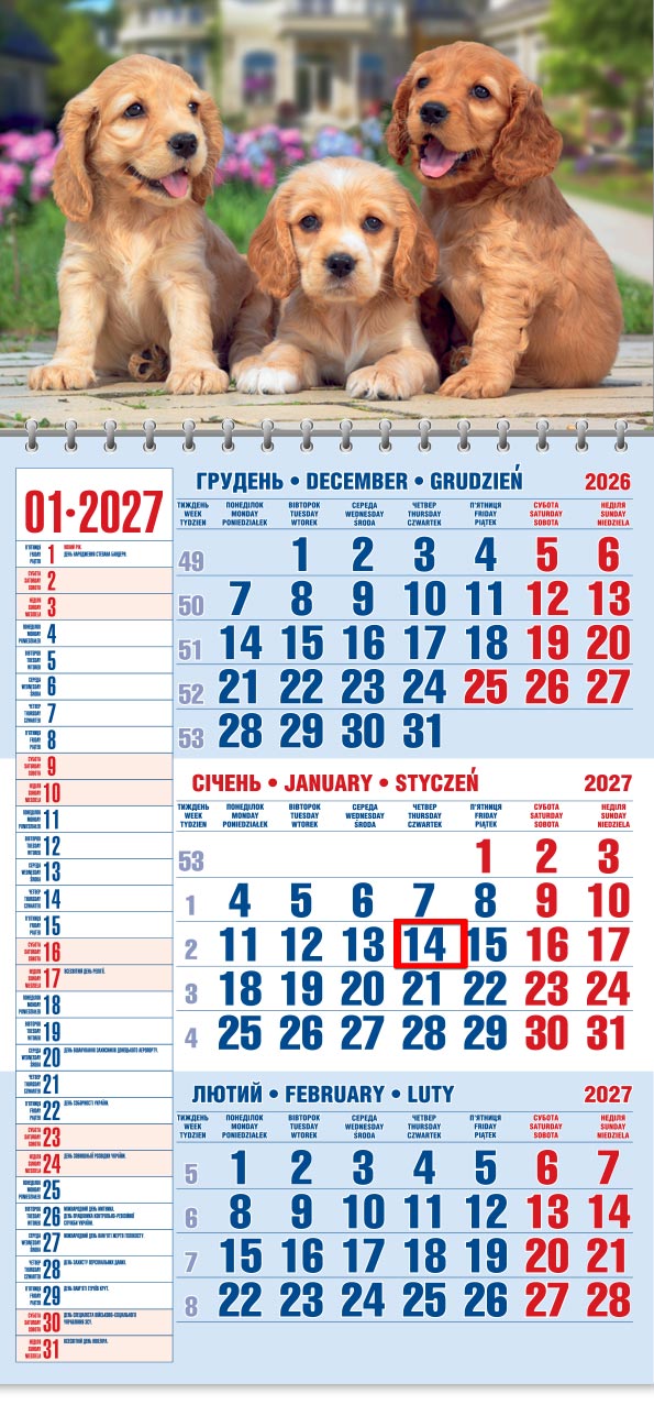 66_Kvart_schoden__old Календар 2027 офісний 1: три руді цуценята кокер-спаніеля на бруківці біля клумби